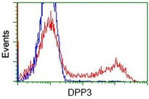 HEK293T cells transfected with either RC219658 overexpress plasmid (Red) or empty vector control plasmid (Blue) were immunostained by anti-DPP3 antibody (ABIN2454854), and then analyzed by flow cytometry. (DPP3 Antikörper)