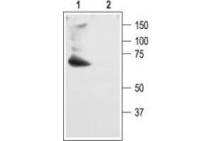 Western blot analysis of rat brain membranes: - 1. (KCND2 Antikörper  (C-Term, Intracellular))