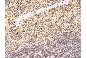 ABIN7094775 and ABIN7098826 at 1/100 staining Rat spleen tissue by IHC-P. (AES Antikörper  (N-Term))