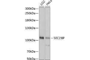 Western blot analysis of extracts of various cell lines, using SEC23IP antibody (ABIN7270170) at 1:1000 dilution. (SEC23IP Antikörper  (AA 600-940))