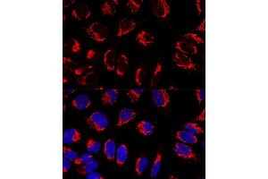 Confocal immunofluorescence analysis of U2OS cells using IMMT Polyclonal Antibody (ABIN3016601, ABIN3016602, ABIN3016603 and ABIN6219796) at dilution of 1:100. (IMMT Antikörper  (AA 120-270))