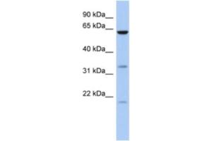 Western Blotting (WB) image for anti-Copine IX (CPNE9) antibody (ABIN2463931) (CPNE9 Antikörper)
