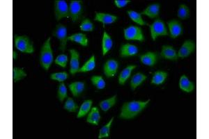 Immunofluorescence (IF) image for anti-C-Type Lectin Domain Family 4, Member M (CLEC4M) (AA 238-382) antibody (ABIN7146089)