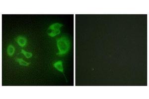 Immunofluorescence (IF) image for anti-Mitogen-Activated Protein Kinase Kinase Kinase MLT (ZAK) (C-Term) antibody (ABIN1850018) (ZAK Antikörper  (C-Term))