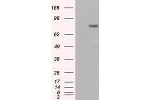 Western Blotting (WB) image for anti-Prominin 2 (PROM2) antibody (ABIN1500435) (Prominin 2 Antikörper)