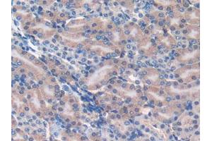 IHC-P analysis of Mouse Kidney Tissue, with DAB staining. (FAM19A2 Antikörper  (AA 31-119))
