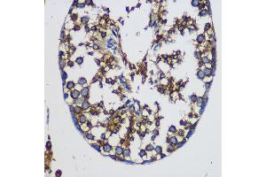 Immunohistochemistry of paraffin-embedded Mouse testis using TEX101 Rabbit pAb (ABIN7270773) at dilution of 1:100 (40x lens). (TEX101 Antikörper)