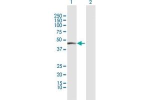 Western Blot analysis of CPA1 expression in transfected 293T cell line by CPA1 MaxPab polyclonal antibody.