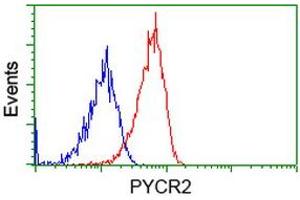 Image no. 2 for anti-Pyrroline-5-Carboxylate Reductase Family, Member 2 (PYCR2) antibody (ABIN1499983)