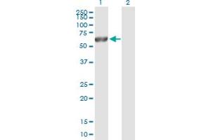 Western Blot analysis of CAMK2G expression in transfected 293T cell line by CAMK2G MaxPab polyclonal antibody. (CAMKII gamma Antikörper  (AA 1-527))