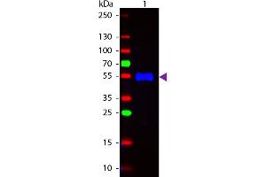 Western Blot of Fluorescein conjugated Goat Anti-Monkey IgG (gamma chain) secondary antibody. (Ziege anti-Affe IgG (Heavy Chain) Antikörper (FITC) - Preadsorbed)
