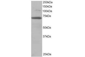 Image no. 1 for anti-Ran GTPase Activating Protein 1 (RANGAP1) (N-Term) antibody (ABIN374398) (RANGAP1 Antikörper  (N-Term))