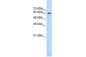 WB Suggested Anti-EBF2 Antibody Titration:  1.