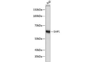 SHP1 Antikörper