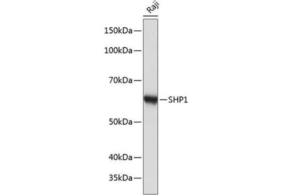 SHP1 anticorps