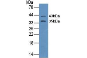 Figure. (Connexin 43/GJA1 Antikörper  (AA 244-382))