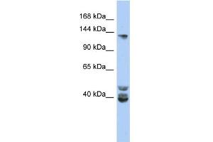 WB Suggested Anti-NCOA1 Antibody Titration:  0. (NCOA1 Antikörper  (Middle Region))