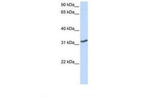 Image no. 1 for anti-Distal-Less Homeobox 3 (DLX3) (AA 74-123) antibody (ABIN6737652) (DLX3 Antikörper  (AA 74-123))