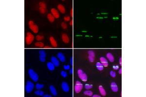 Immunofluorescence analysis of U2OS cell using POLE3 antibody. (POLE3 Antikörper)
