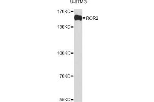 Western blot analysis of extracts of U-87MG cells, using ROR2 antibody (ABIN1876821) at 1:1000 dilution. (ROR2 Antikörper)