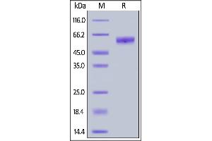 Human NKG2A, Fc Tag on  under reducing (R) condition. (KLRC1 Protein (AA 94-233) (Fc Tag))