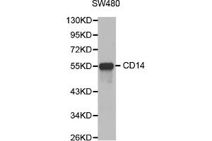 Western blot analysis of extracts of SW480 cells, using CD14 antibody (ABIN3059738). (CD14 Antikörper)