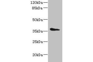 Western blot All lanes: AASDHPPT antibody at 2 μg/mL + HepG2 whole cell lysate Secondary Goat polyclonal to rabbit IgG at 1/10000 dilution Predicted band size: 36, 16 kDa Observed band size: 36 kDa (AASDHPPT Antikörper  (AA 1-309))