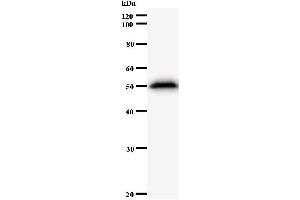 Western Blotting (WB) image for anti-AT Rich Interactive Domain 3A (BRIGHT-Like) (ARID3A) antibody (ABIN930938) (ARID3A Antikörper)