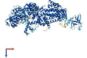 LARS Protein (AA 1-1176) (His tag)