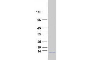 Validation with Western Blot (COX7A1 Protein (Isoform 3) (Myc-DYKDDDDK Tag))