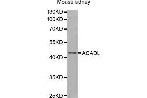 Western Blotting (WB) image for anti-Acyl-CoA Dehydrogenase, Long Chain (ACADL) (AA 31-210) antibody (ABIN6216381) (ACADL Antikörper  (AA 31-210))