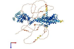 HCN1 Protein (AA 1-910) (His tag)