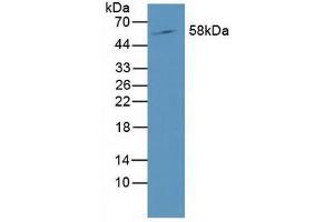 Figure. (RORC Antikörper  (AA 212-461))