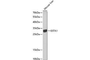 Western blot analysis of extracts of mouse liver, using GST antibody (628) at 1:1000 dilution. (GSTA1 Antikörper  (AA 1-222))