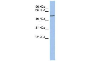ZNF565 antibody used at 0. (ZNF565 Antikörper  (Middle Region))