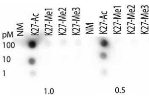 Dot Blot of Rabbit Histone H3 [ac Lys27] Antibody. (Histone 3 Antikörper  (H3K27ac))