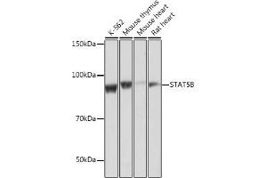 Western blot analysis of extracts of various cell lines, using STB antibody (ABIN7270311) at 1:1000 dilution. (STAT5B Antikörper)
