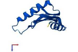 HBXIP Protein (AA 1-91) (Fc Tag)