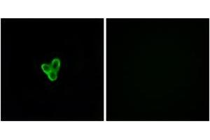 Immunofluorescence analysis of LOVO cells, using PTAFR Antibody. (PTAFR Antikörper  (AA 194-243))