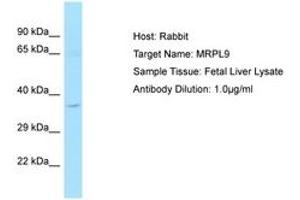Image no. 1 for anti-Mitochondrial Ribosomal Protein L9 (MRPL9) (C-Term) antibody (ABIN6750216) (MRPL9 Antikörper  (C-Term))