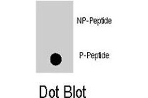 Dot blot analysis of MAPK8 (phospho T183) polyclonal antibody  on nitrocellulose membrane. (JNK Antikörper  (pThr183))
