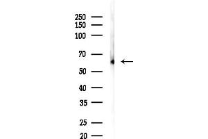 anti-Kinesin Light Chain 3 (KLC3) (Internal Region) antibody