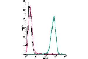 Cell surface detection of GPR91 by direct flow cytometry in live intact mouse J774 macrophage cells: + Rabbit IgG isotype control-PE.