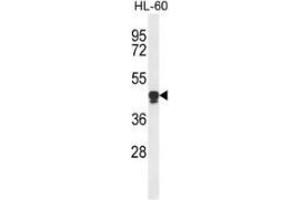 Western blot analysis of PLA2G7 (arrow) in HL-60 cell line lysates (35ug/lane) using PLA2G7  (PLA2G7 Antikörper  (Middle Region))