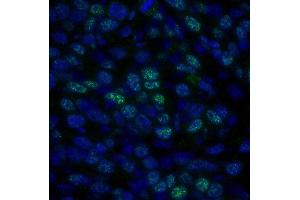 Immunofluorescence (IF) image for anti-Histone Deacetylase 1 (HDAC1) (C-Term) antibody (ABIN7448972) (HDAC1 Antikörper  (C-Term))