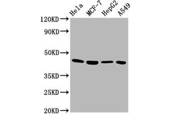 GNA12 anticorps  (AA 112-270)