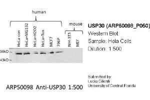 Western Blotting (WB) image for anti-Ubiquitin Specific Peptidase 30 (Usp30) (Middle Region) antibody (ABIN2773957) (Usp30 Antikörper  (Middle Region))