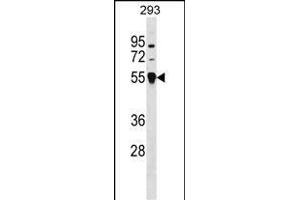 TRIM26 Antibody (N-term) (ABIN1539070 and ABIN2848536) western blot analysis in 293 cell line lysates (35 μg/lane). (TRIM26 Antikörper  (N-Term))
