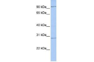 HMX2 antibody used at 0. (HMX2 Antikörper  (Middle Region))