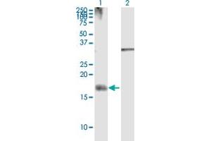 Western Blot analysis of NRG4 expression in transfected 293T cell line by NRG4 MaxPab polyclonal antibody. (Neuregulin 4 Antikörper  (AA 1-115))